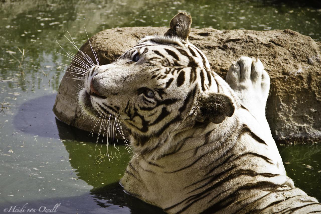 Boskoppie Lion & Tiger Reserve Kroonstad Extérieur photo