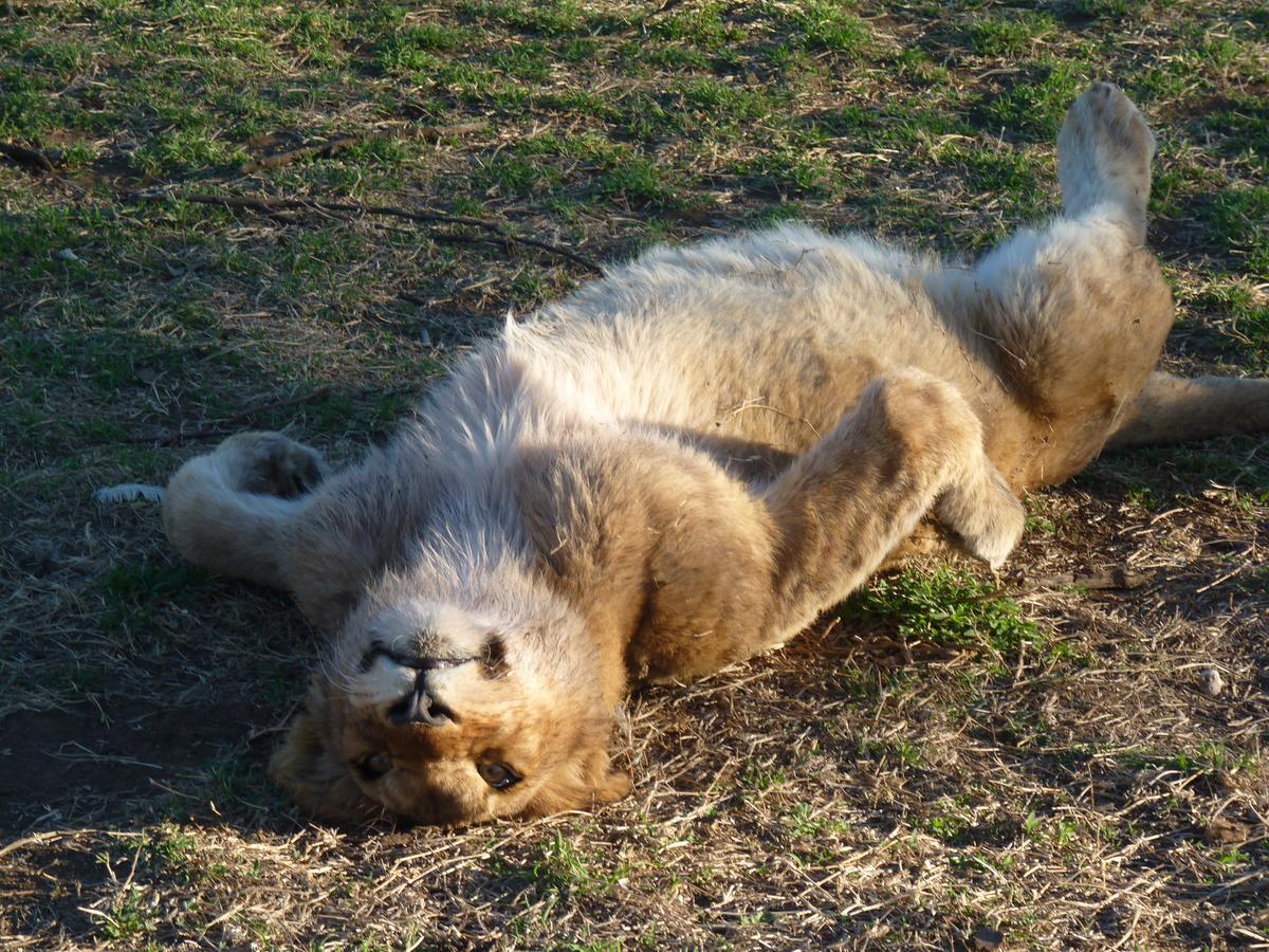 Boskoppie Lion & Tiger Reserve Kroonstad Extérieur photo