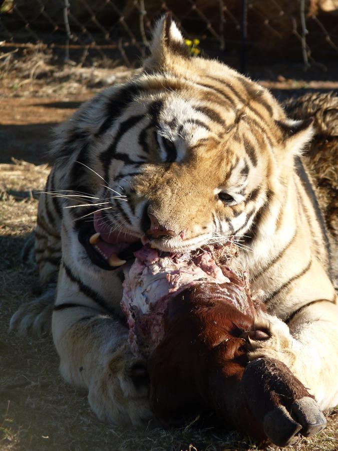 Boskoppie Lion & Tiger Reserve Kroonstad Extérieur photo