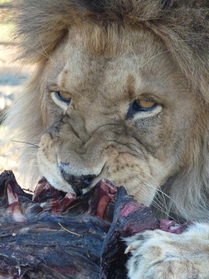 Boskoppie Lion & Tiger Reserve Kroonstad Extérieur photo