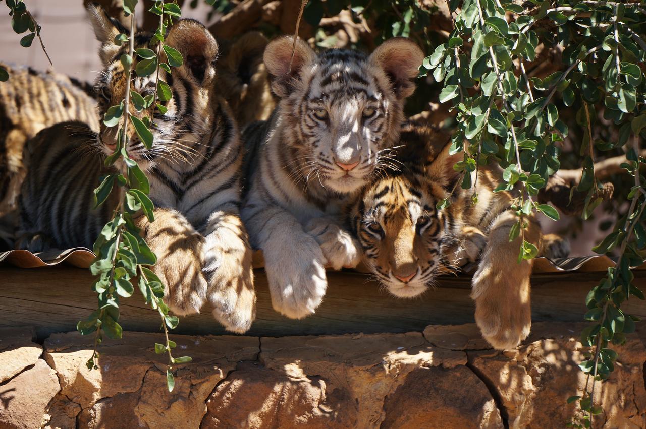 Boskoppie Lion & Tiger Reserve Kroonstad Extérieur photo