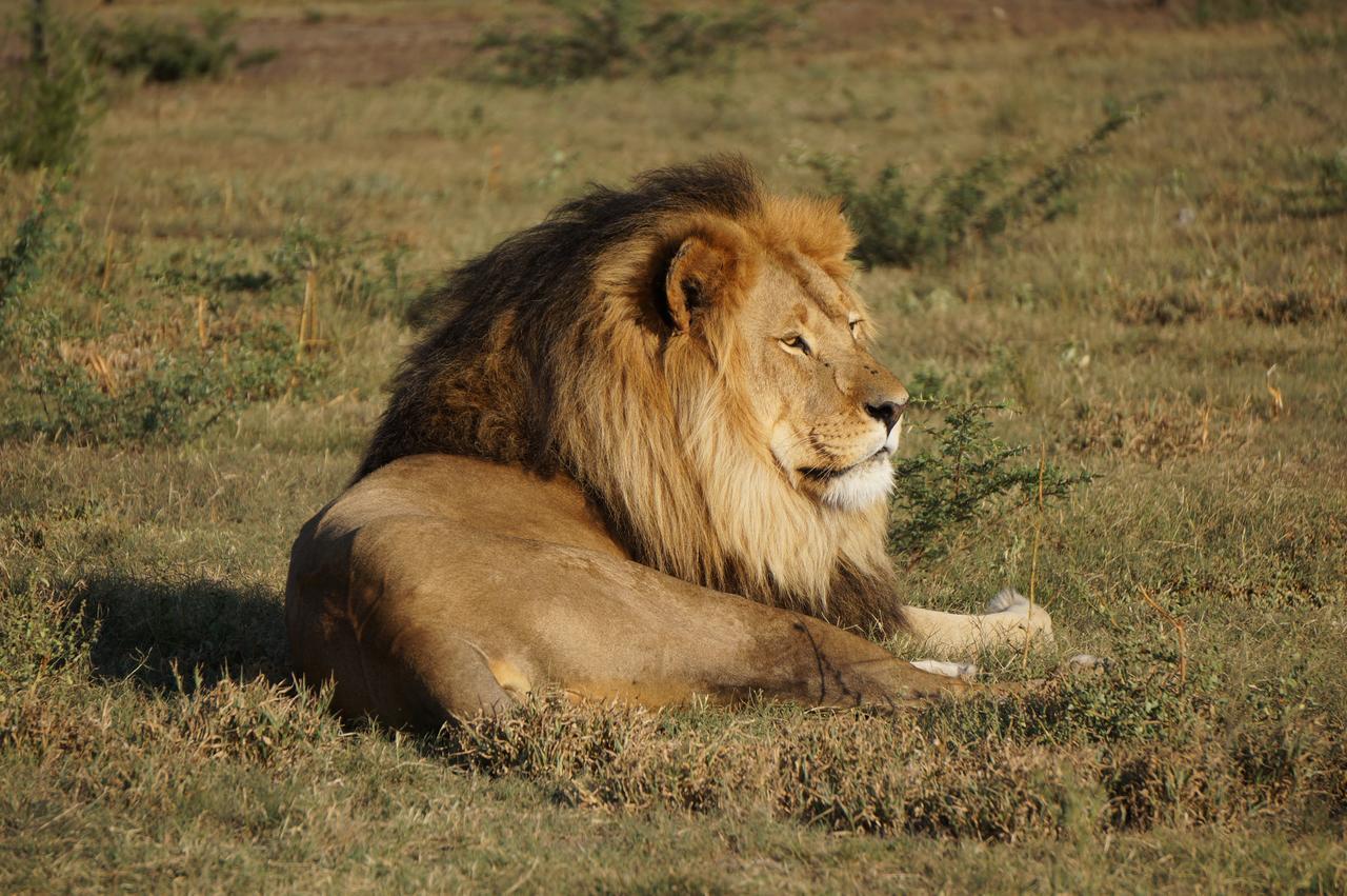 Boskoppie Lion & Tiger Reserve Kroonstad Extérieur photo